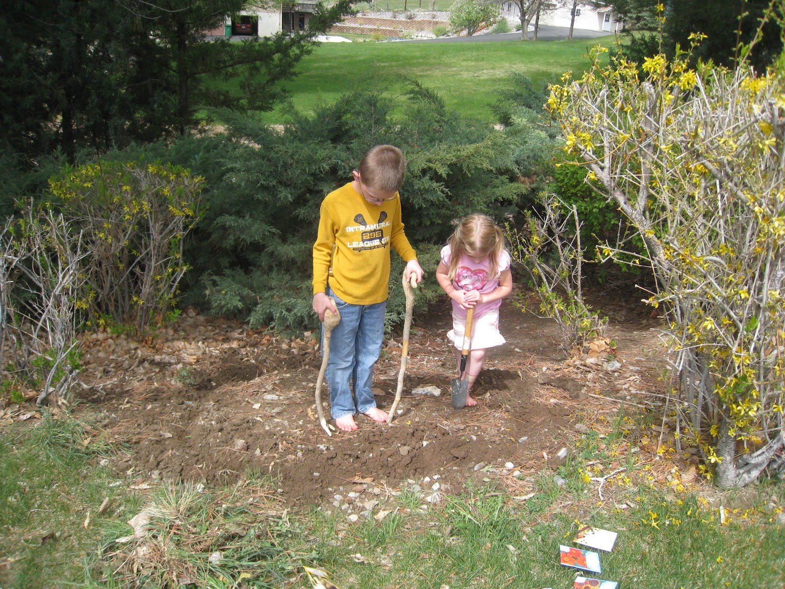 Growing a Sunflower Fort Teach Beside Me