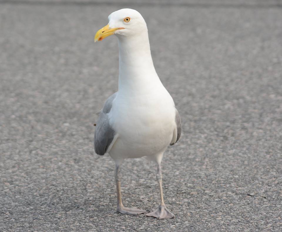 Anything Larus Deviate Leg Color in Adulttype American Herring Gulls