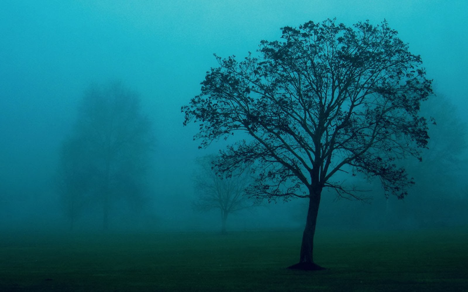 Wallpapers Trees In The Mist