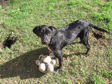 LUCY CACHORRONA TAMAÑO MEDIANA EN ADOPCION!