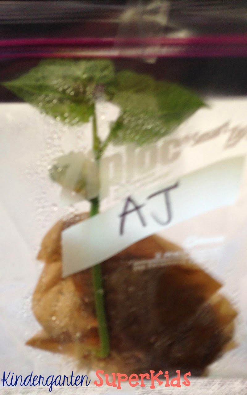 Kindergarten SuperKids Lima Bean Love!