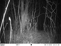 Eastern cottontail (Sylvilagus floridanus)