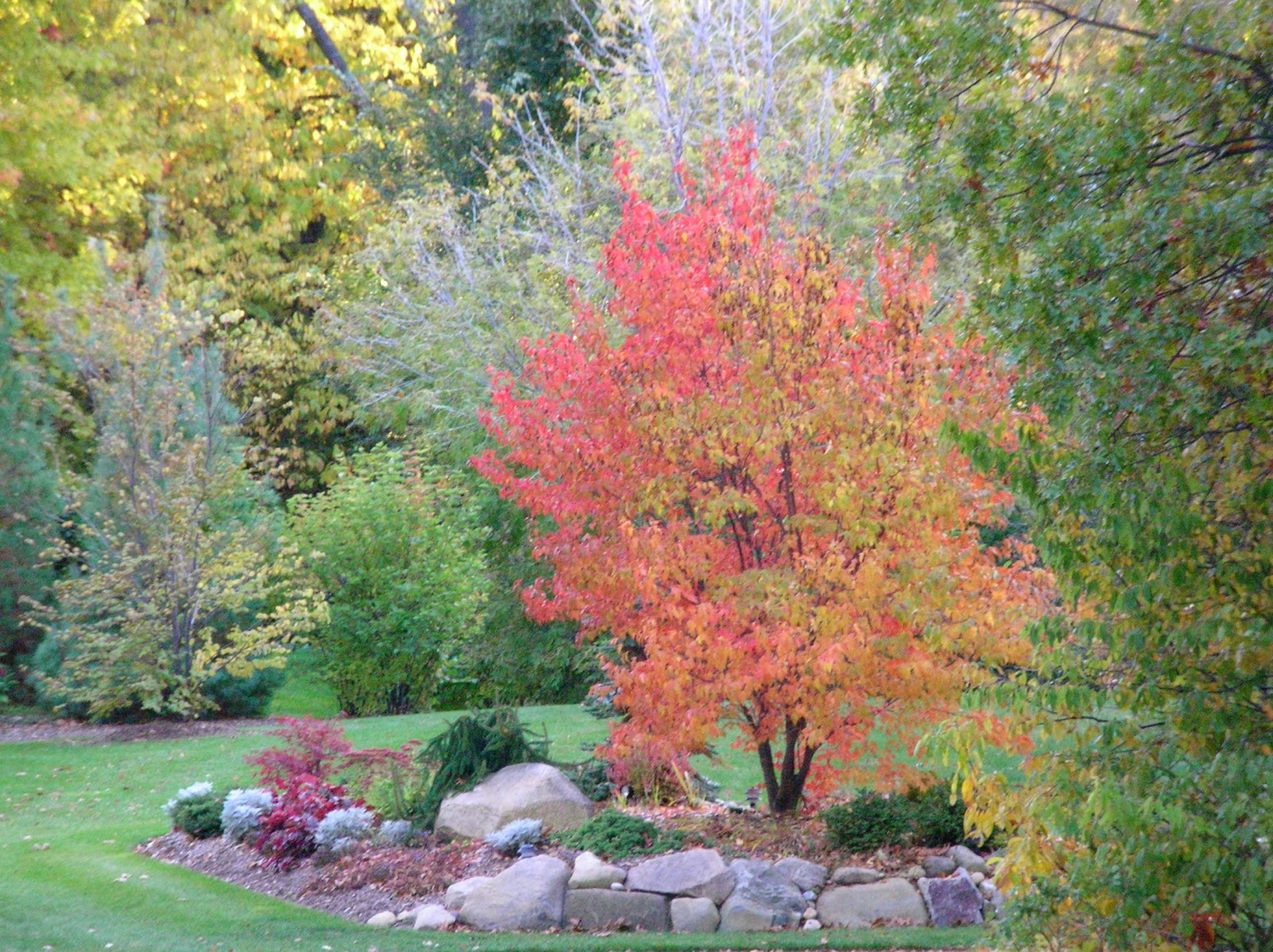 Top 28+ Small Trees Zone 6 1000 images about small trees shrubs for