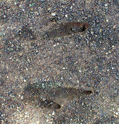 wallaby tracks sandals