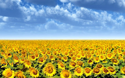 Sunflowers+Desktop+Wallpapers.jpg