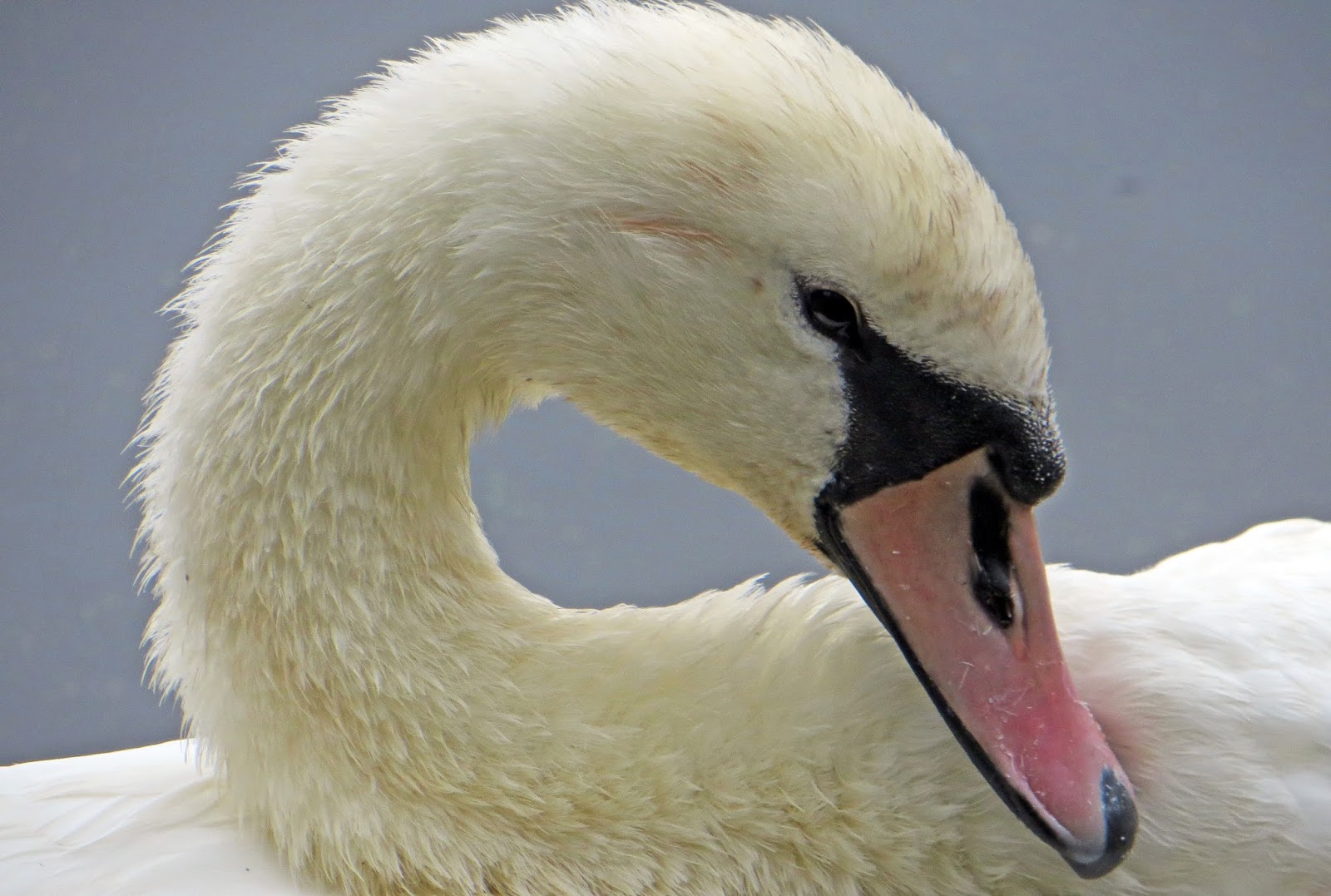 sconzani British birds A swan with two necks?