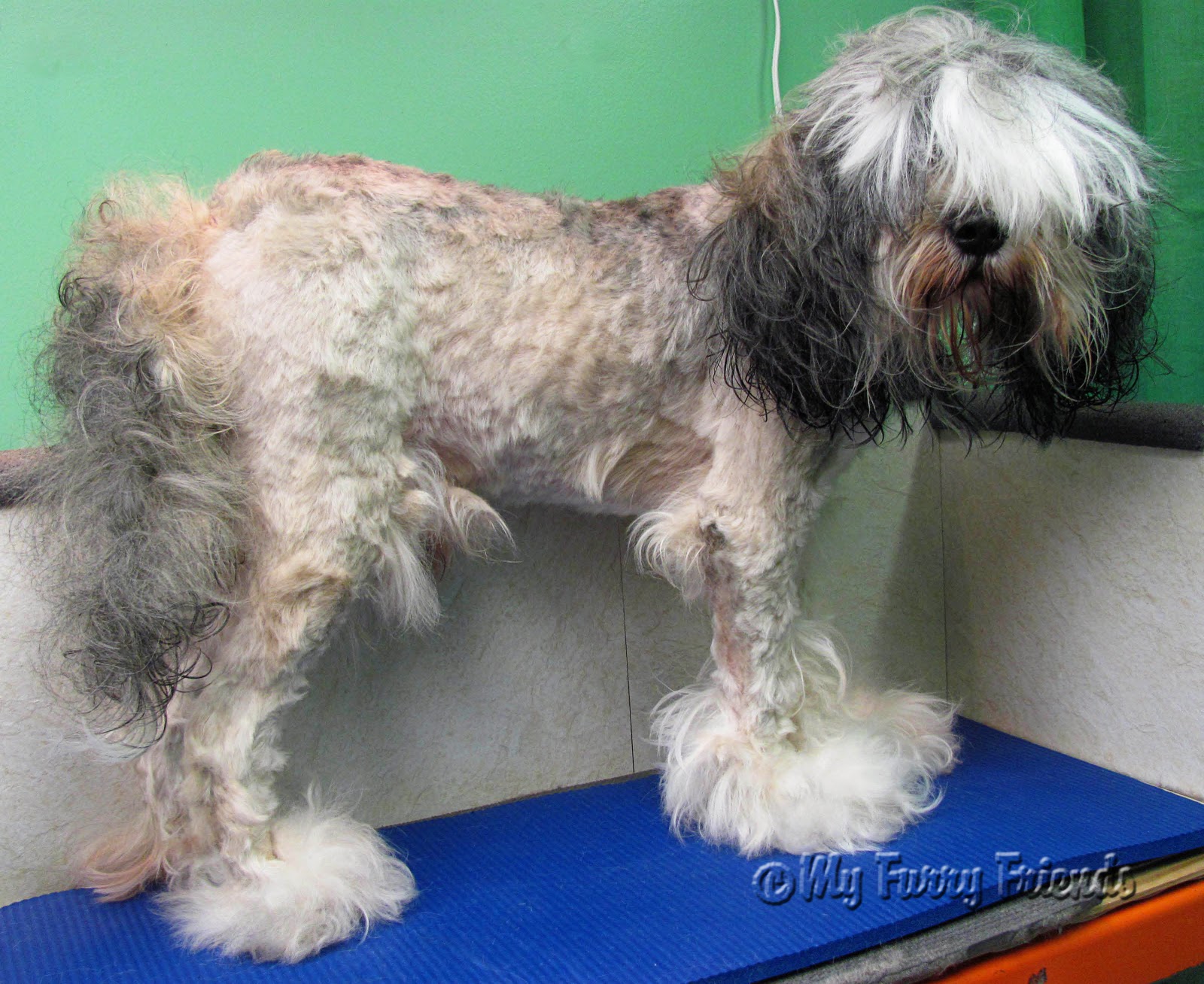 Why Do Groomers Shave Bakharwal Dog