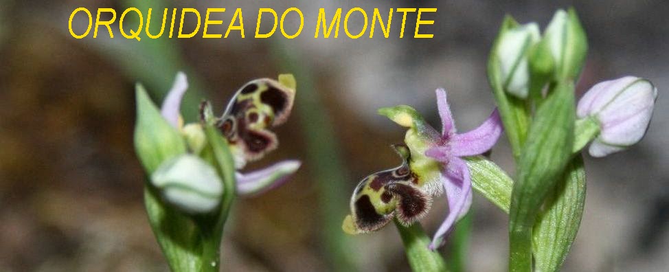 Orquídea do Monte