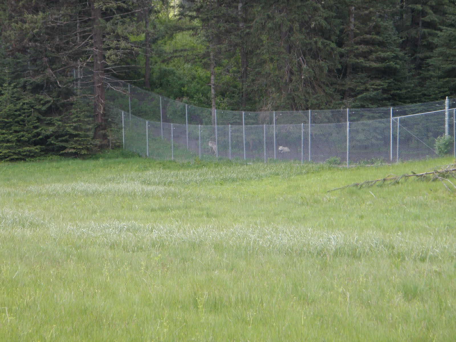 Lone Rider Pedals Lewiston, ID to Winchester, ID 40 miles
