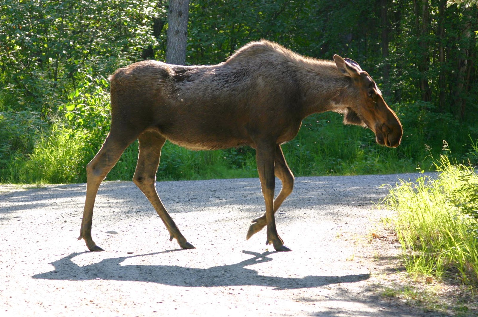 Running From Moose Searching for the Grand Canyon Moose