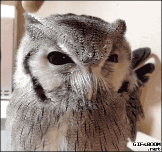 animal gif, cute angry owl