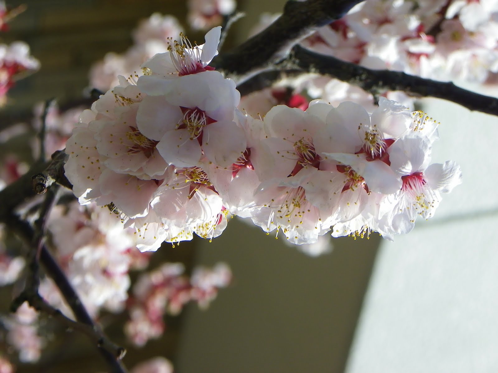 Japan Trip Cherry Blossom Season 2012