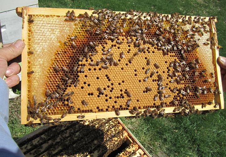 Fully Capped honey on a center frame (mit Bildern)