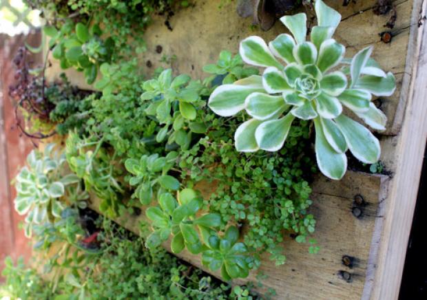 ABESSP Saiba como fazer um jardim vertical usando pallets ABESSP Saiba como fazer um jardim vertical usando pallets