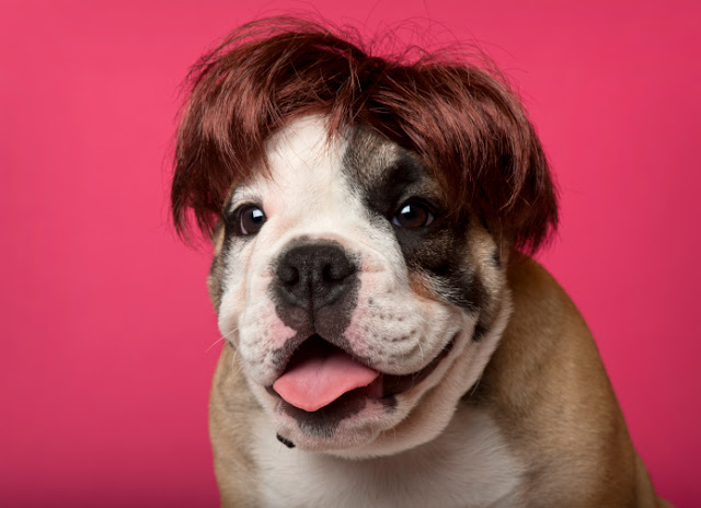 30 смешни кучета с перуки