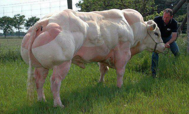 cow on roids