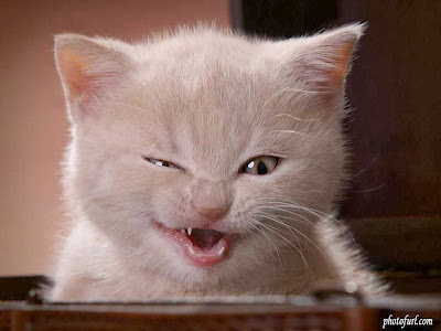 Funny Cat Pictures Funny Cat Pictures
