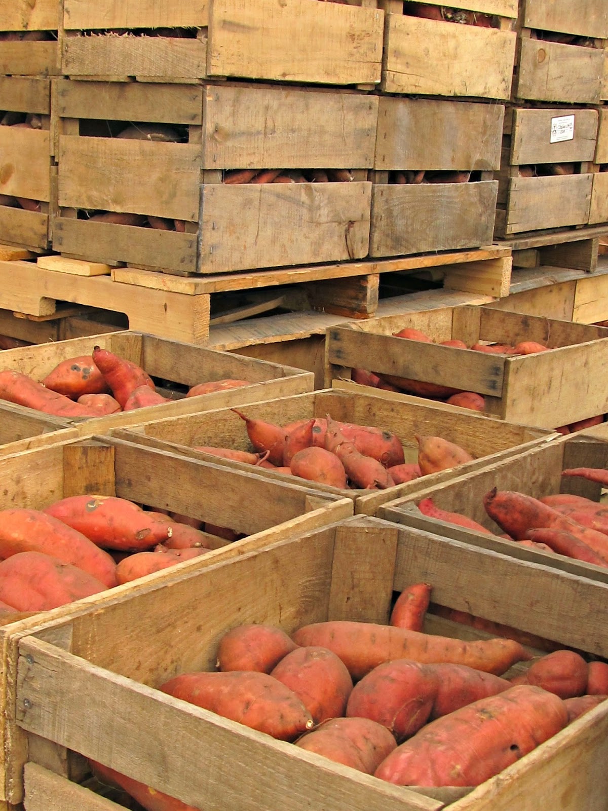 Harmony Valley Farm Vegetable Feature Sweet Potatoes