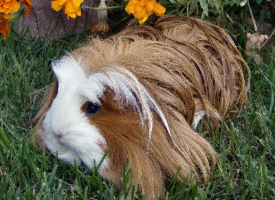 Menjual Sugar Glider Murah Meriah Pola Makan Marmut