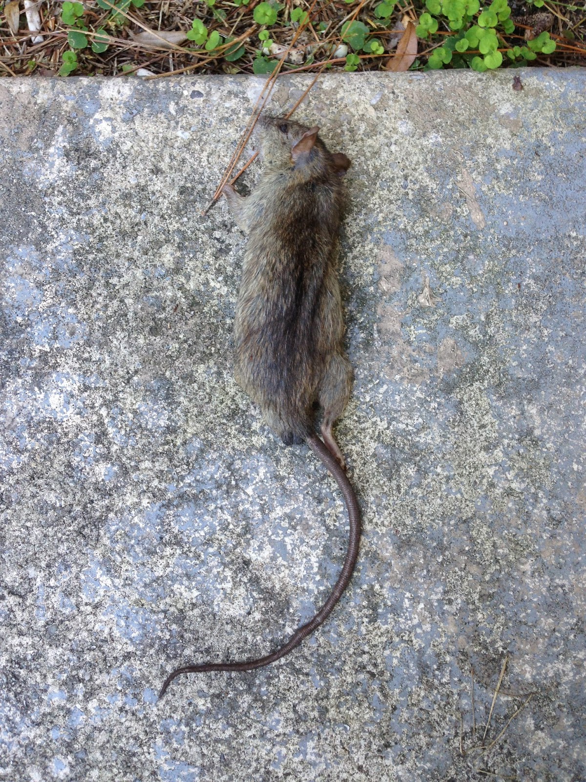 rat+carcass+1530+08202013.JPG