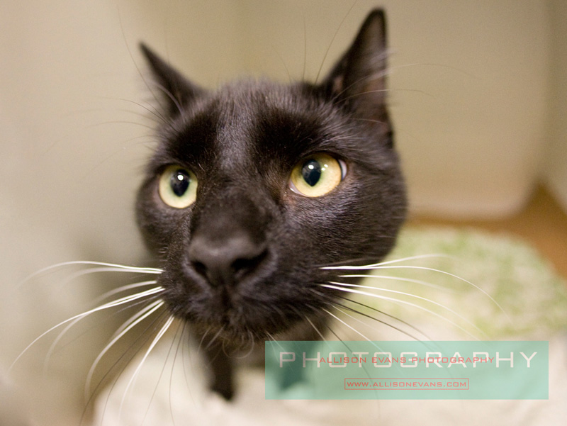 Cats For Adoption Danvers Ma Cats For Adoption Danvers Ma