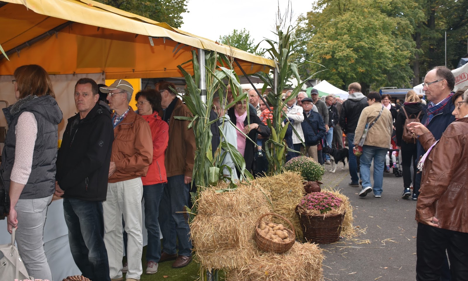 Elte Eltes Kartoffelfest Mausert Sich Zum Kartoffelfestival