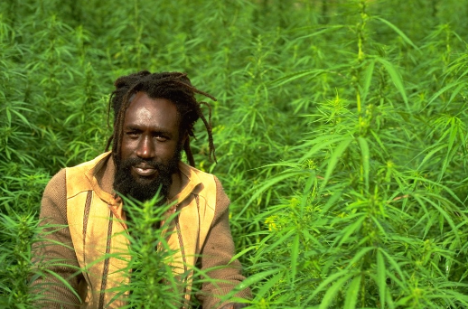 Jamaica vai descriminalizar maconha ainda esse ano Jamaica vai descriminalizar maconha ainda esse ano