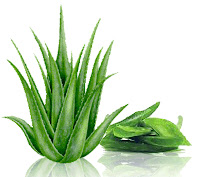 Làm đẹp bằng: Lá cây Nha Đam - Lô hội Làm đẹp bằng: Lá cây Nha Đam - Lô hội