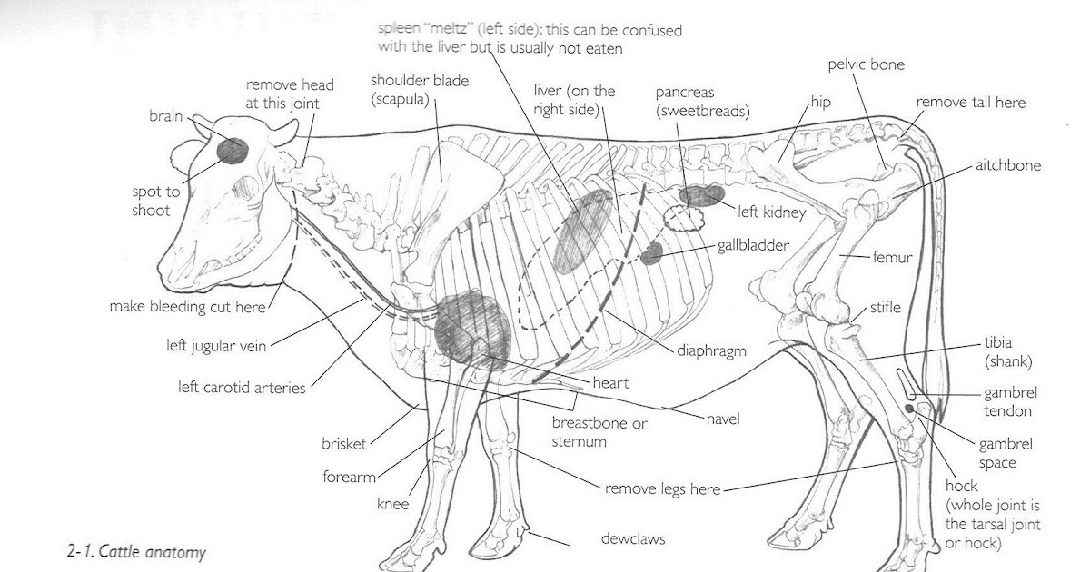 Maes-y-Delyn: Our first cow in the freezer... step by step