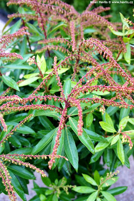 Garden Adventures For Thumbs Of All Colors Evergreen Needn T