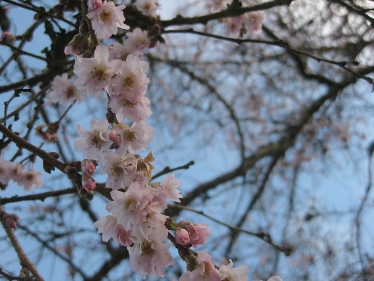 February Budding Blossoms