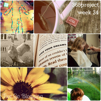 Five Go Blogging 365project week 34