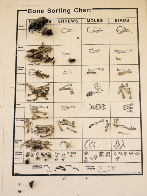 Dissecting Owl Pellets Bone Chart