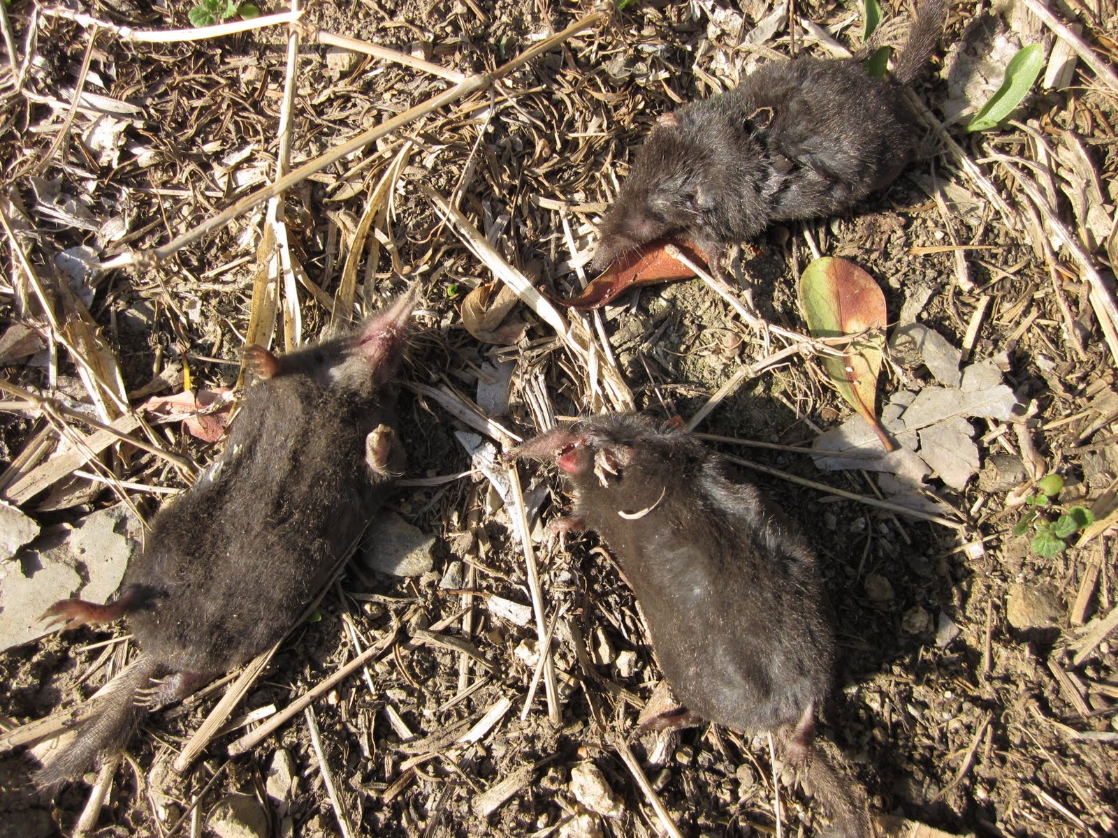 宇野農園 もぐら