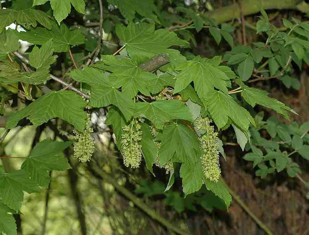 Trees Acer pseudoplatanus Sycamore Maple