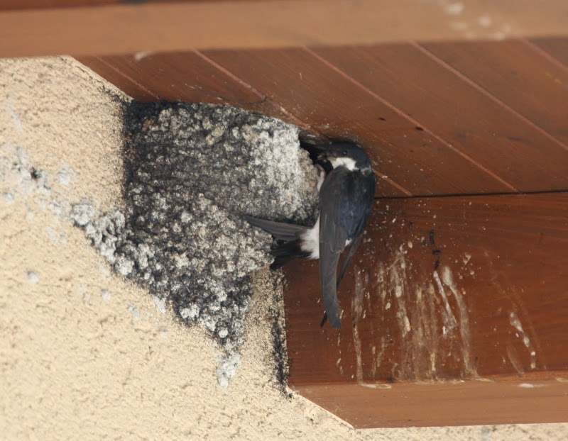 ODTÜ Kuş Gözlem Topluluğu Paylaşım 5 Şehir kuşları 3