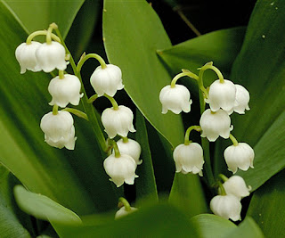 lily-of-the-valley.jpg