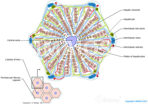 Hepatic-Lobule Pin Pulseras Peyote Patrones Wallpapers Real Madrid on Pinterest