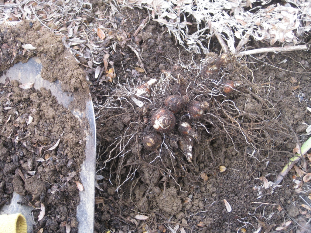 Approaching the Crest Digging Up Daffodils