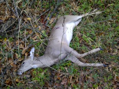 donald walker first deer with a bow