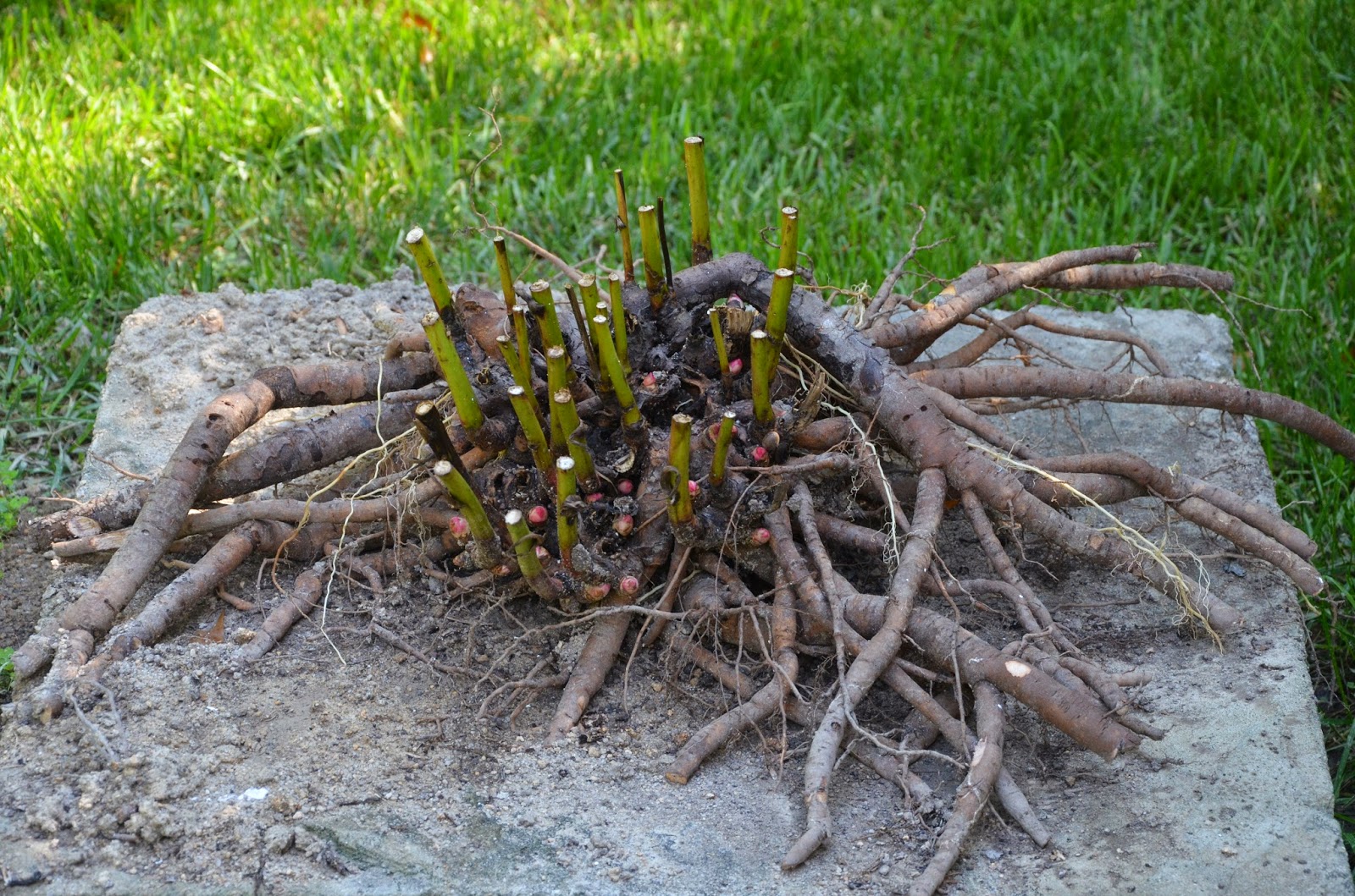 Southern Peony roots