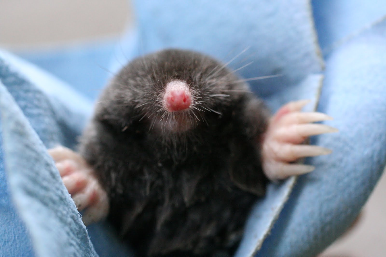 Renaissance Moles bite. Hard.