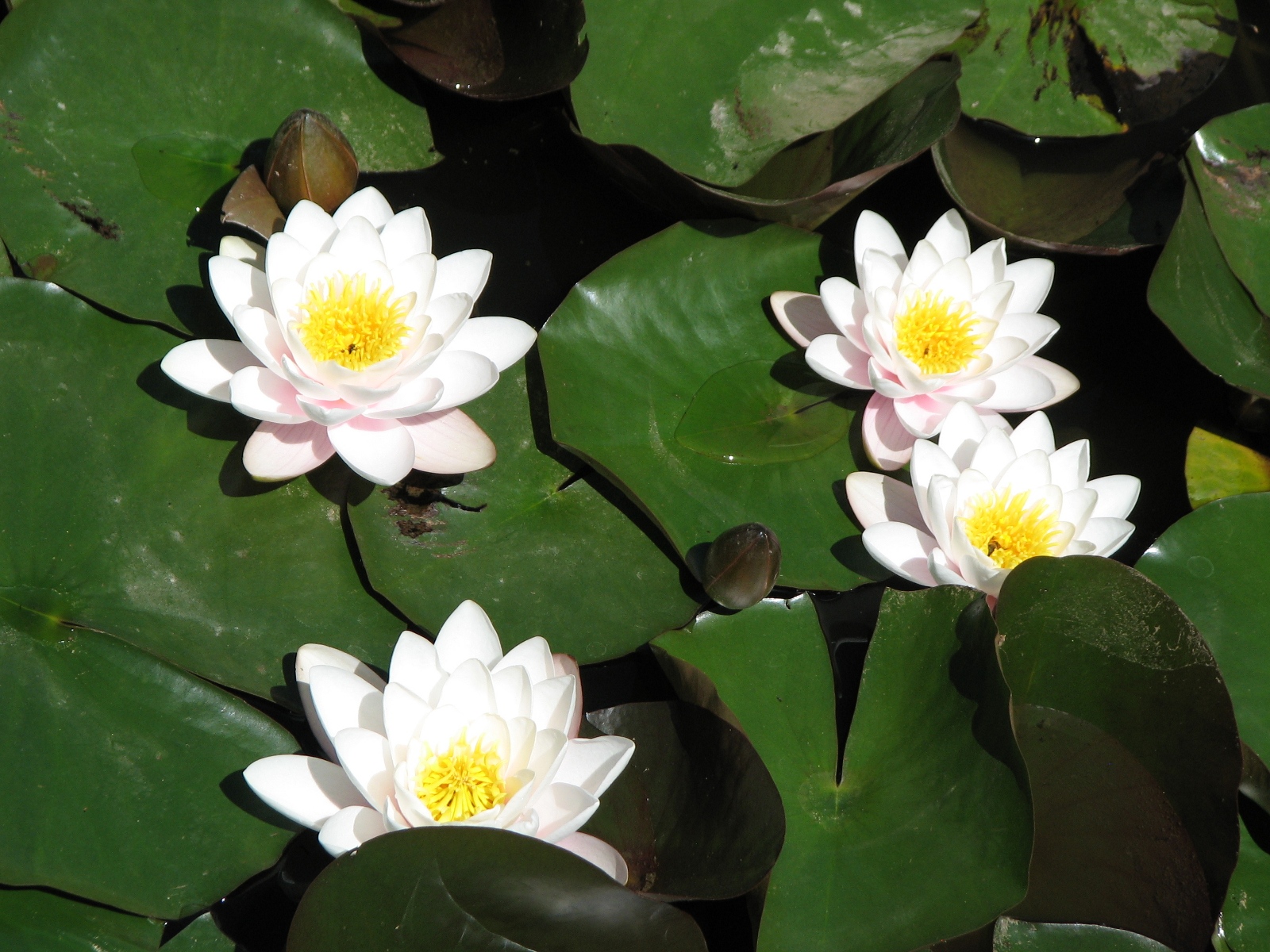 Google Free Pictures Of Lotus Flowers 3
