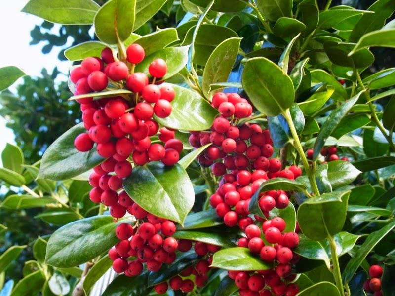 私の拾いもの クロガネモチ