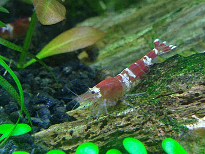 latest images of bumblebee shrimp fish care