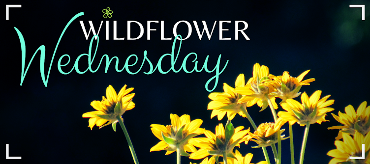 Wildflower Wednesday