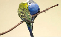 Parakeet Love