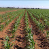 Logrará México cobertura histórica para sector agropecuario