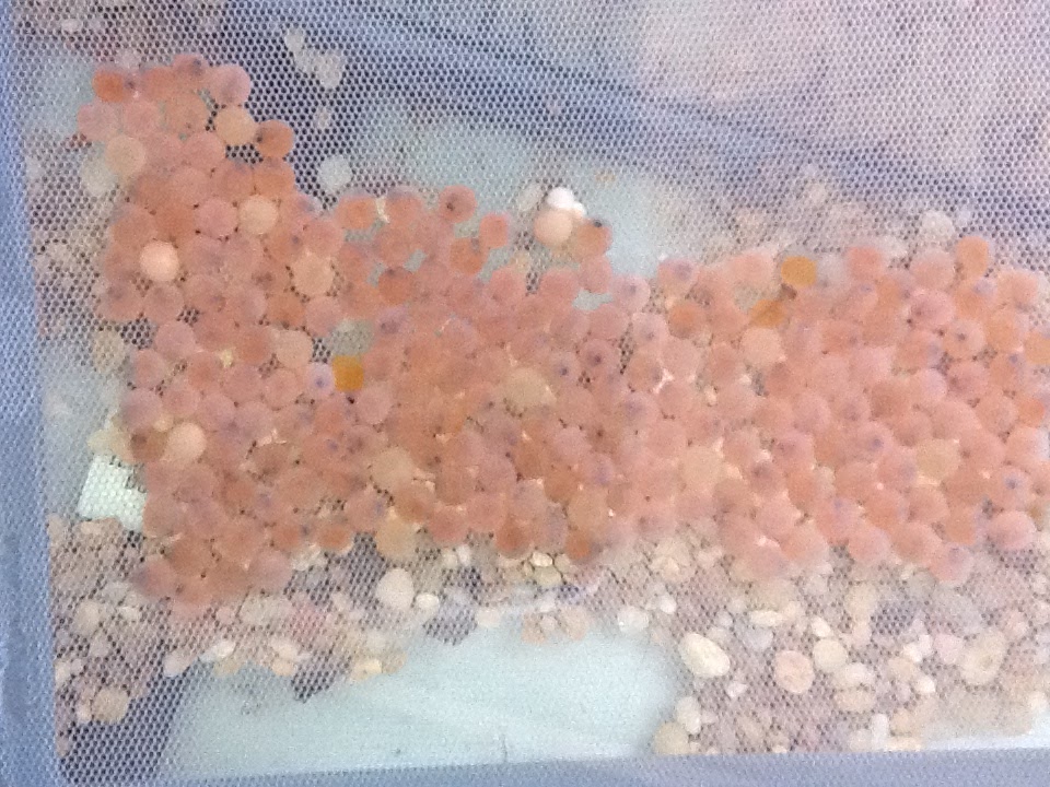 Finger Lakes TROUT In The Classroom Brown Trout Eggs are In The House!