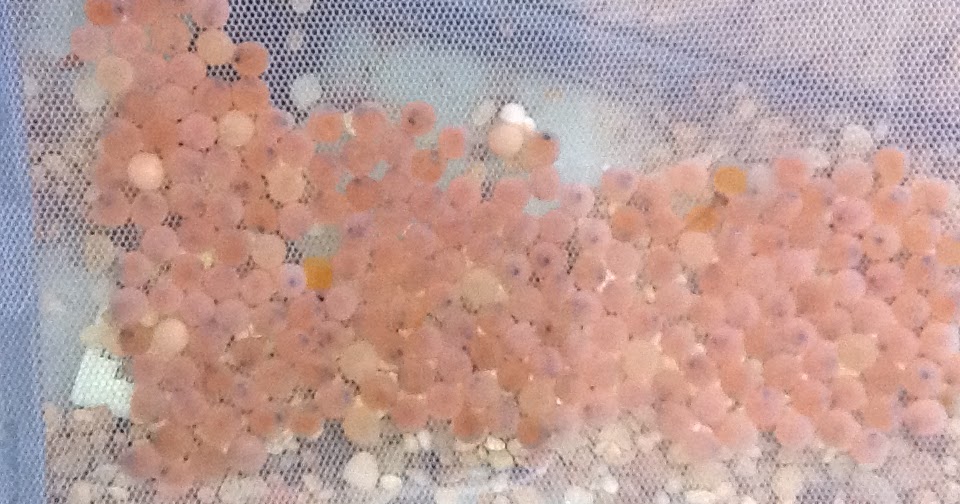 Finger Lakes TROUT In The Classroom Brown Trout Eggs are In The House!